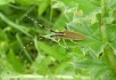 Agapantia sp. ©  S.Beshkov